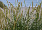 dunes3865.JPG (2792945 bytes)