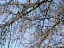 trees2229.JPG (1630379 bytes)
